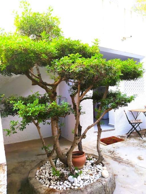 La Casa De Las Palmeras Muntanya la Sella Esterno foto